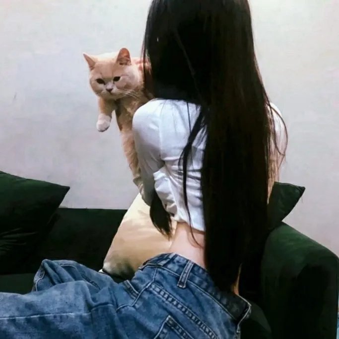 高速路上一只猫